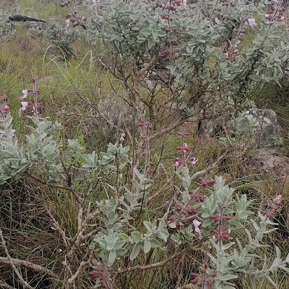 A branched shrub with terminal infloresences. The leaves have an opposite decussate arrangement and are pale grey/green in colour ending in a rounded tip. The terminal infloresences contain whorls of deep reddy/pink buds. The flowers are a light pink colour.